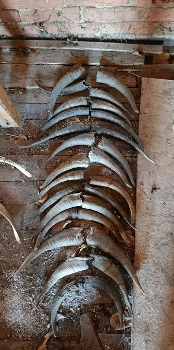 Кози рогаКози рога,изработване на конски бичове