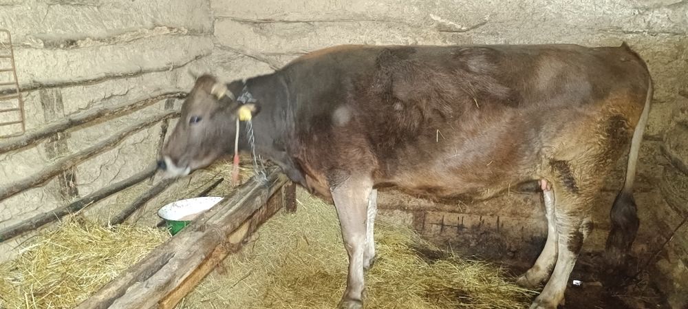 Vaci de vânzare una cu vițel cealaltă gestantă