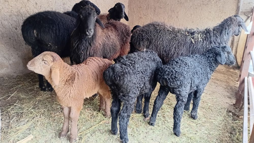 Она бола куйлар.