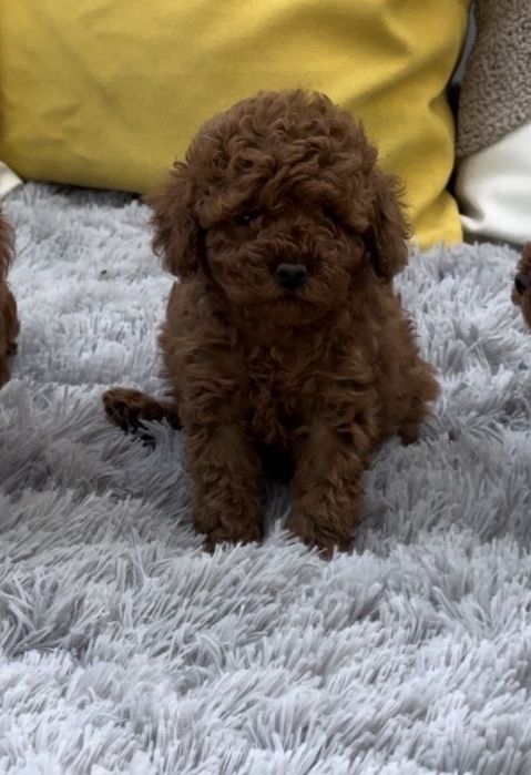 Той Пудел [Toy Poodle]