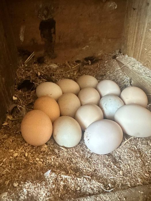 Avstralop tuhumlari donasi 10ming sõm