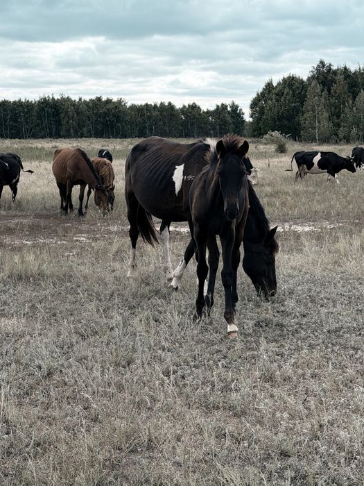 Две кобылы с жеребятами