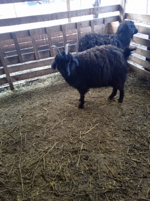 Продам         коз