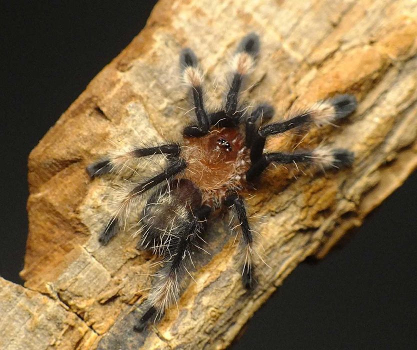 Tarantule Psalmopoeus Galben cu Negru
