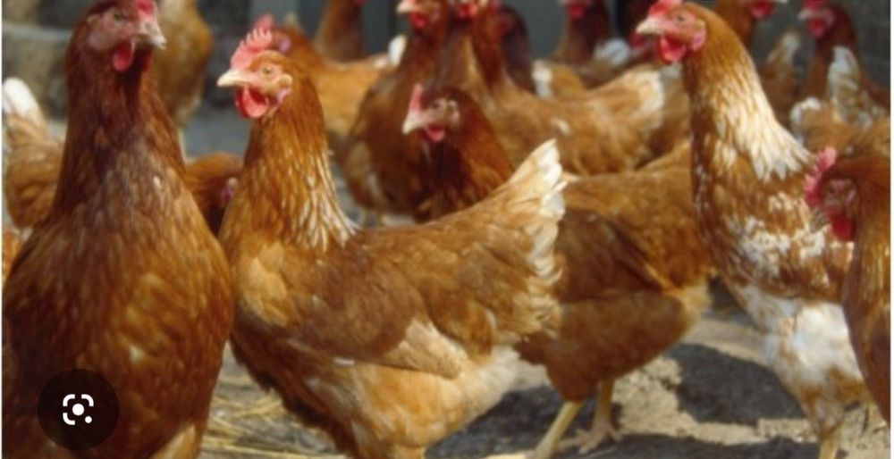 Vând găini rosi outoare