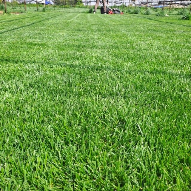 Автополив ва газон.