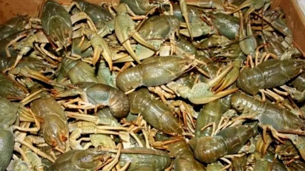 Живые раки, город Алматы