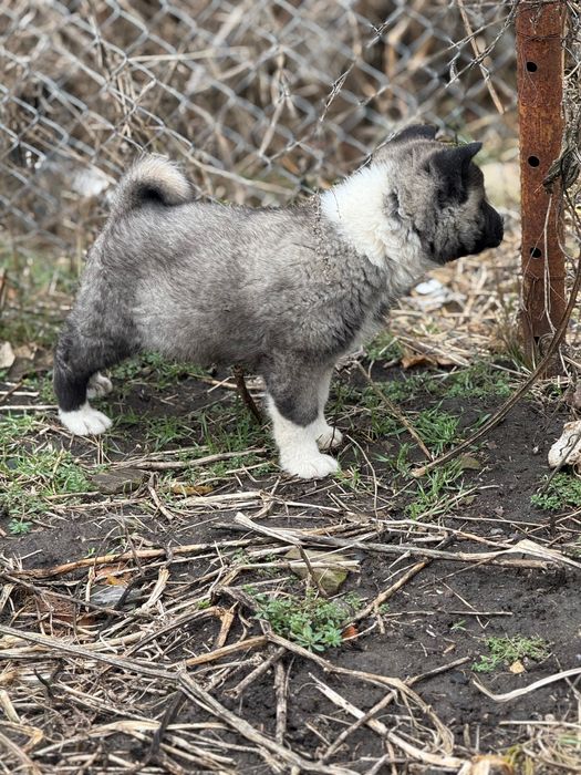 Американска Акита – 2 месеца