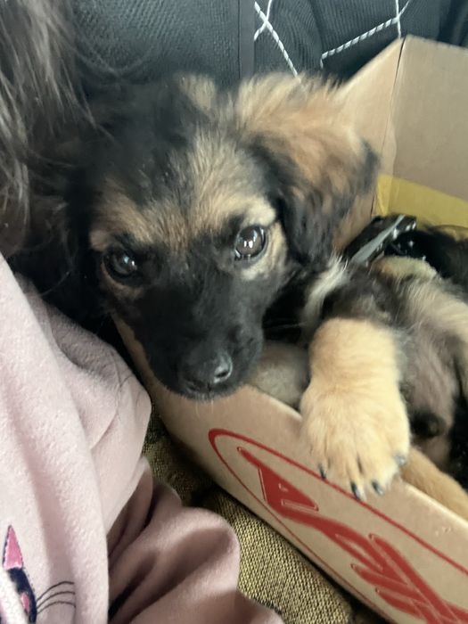 Потерялся щенок барсик