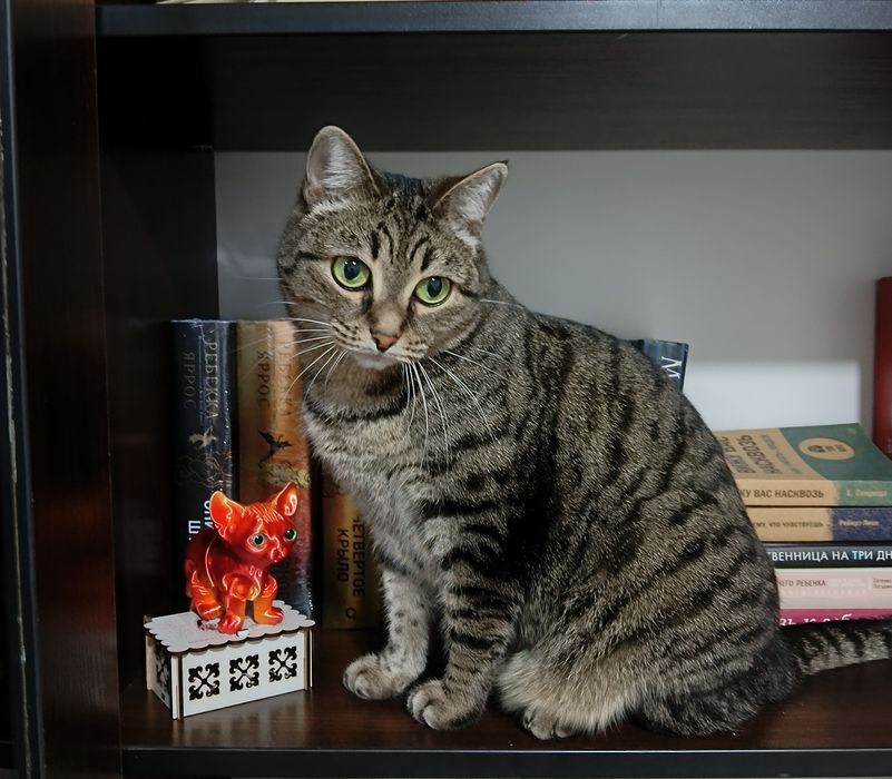 Кошка в добрые руки