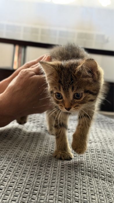 Отдам котенка в добрые руки