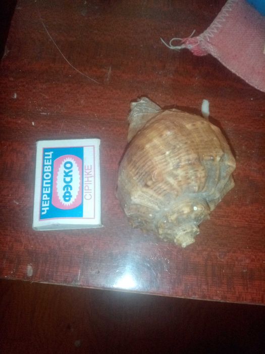 Ракушка времени ссср из моря