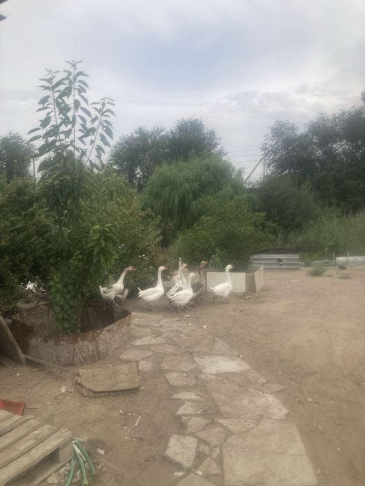 Продам гусей , 3месяца. 1,5года