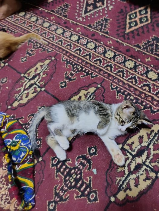 Нежные комочки счастья ищут новые дома — 5 котят, 2 месяца