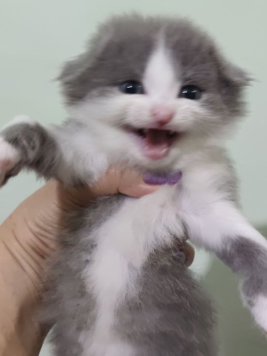 Продаются котята