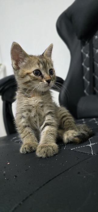 Котёнок, девочка, 3 мес