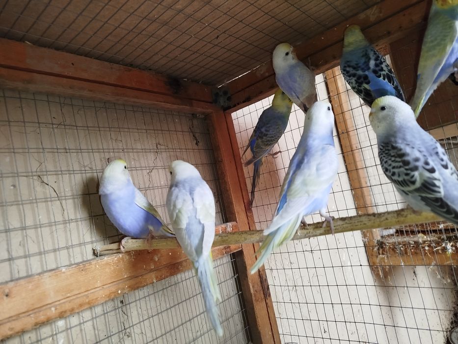 Продается радужные волнистые попугаи