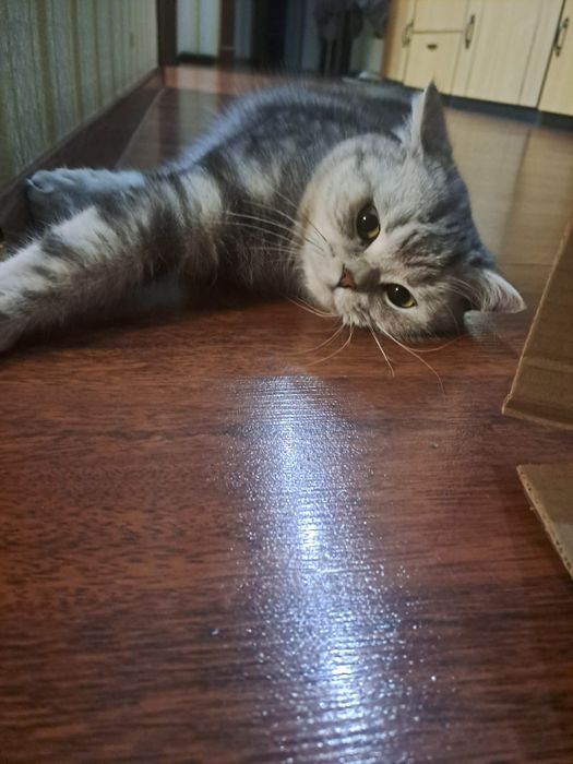 Вязка с котом 5000