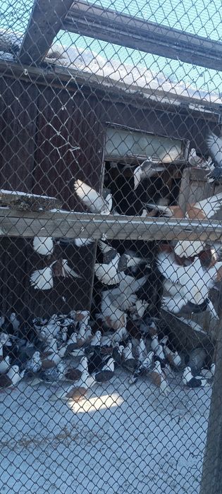 Красивая птица .