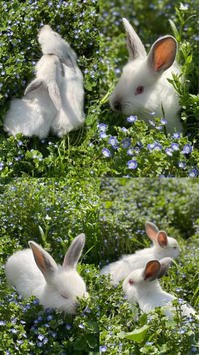 Продаются Калифорнийские кролики