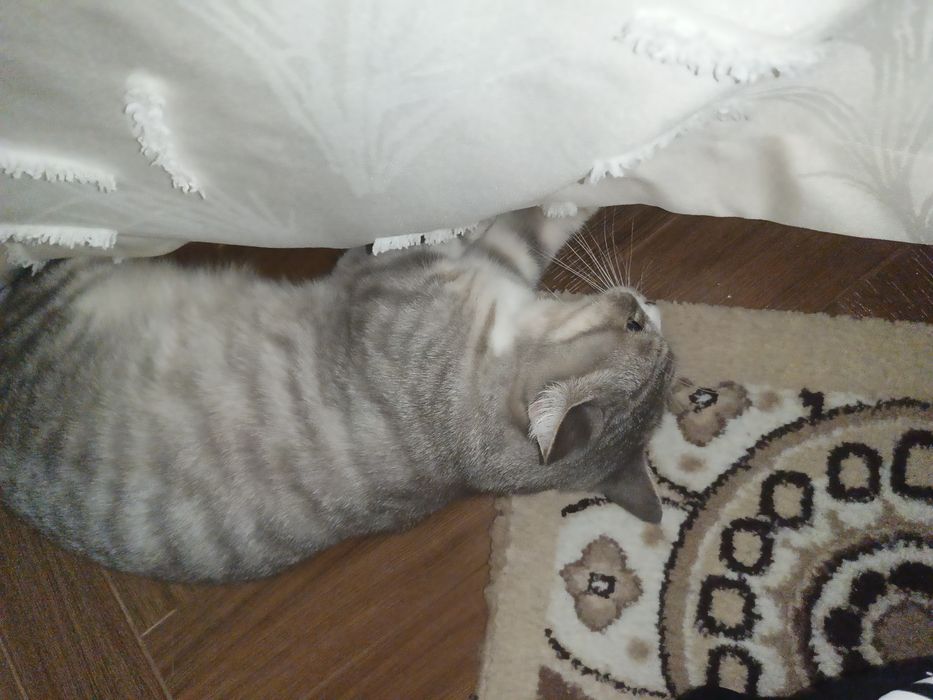 Кошка 2 года шотландка
