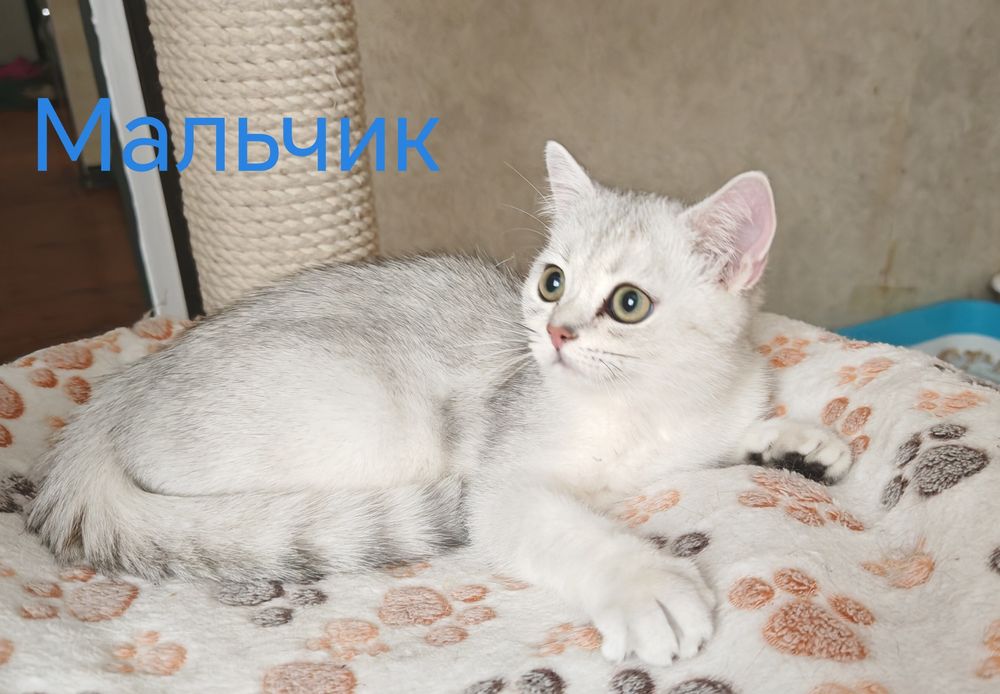 Шотландские котята