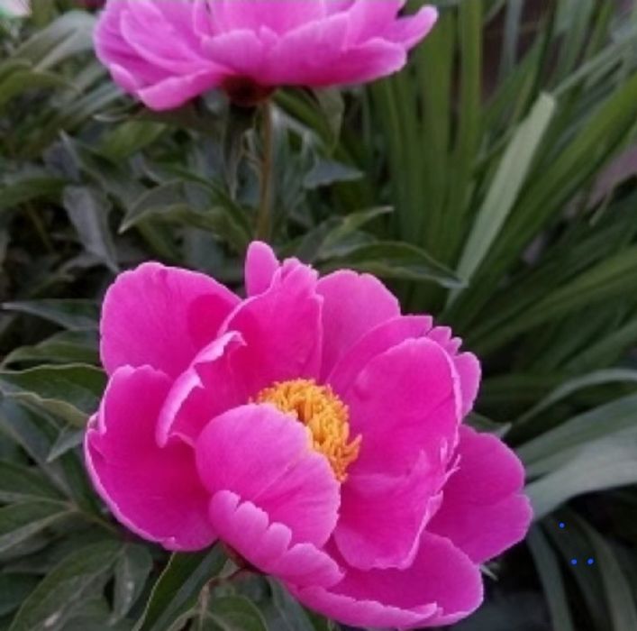 Цветы.     Цветы