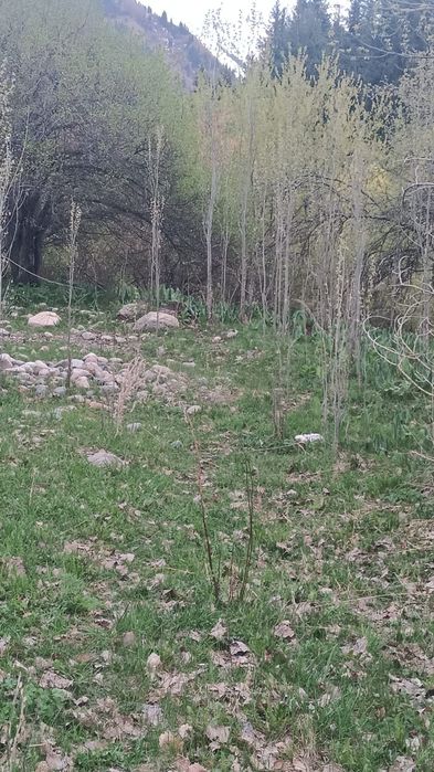 Тополь, озеленение, отростки