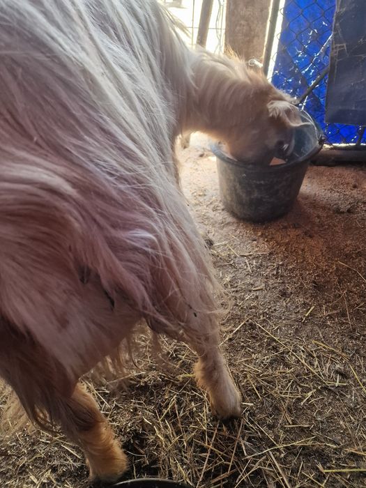 5 capre  schimba locatia