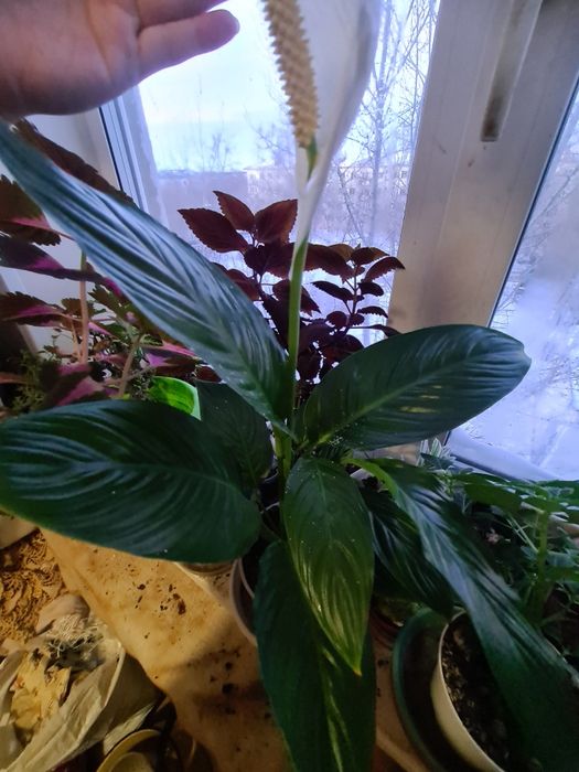 Женское счастье цветок