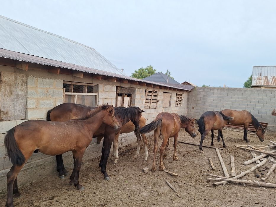 Жылкы құлындар 4 еу сатылады