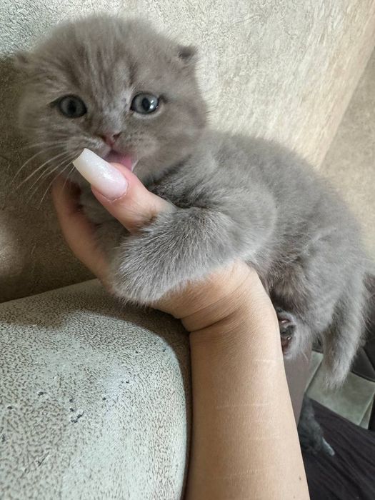 Котята скотиш фолд