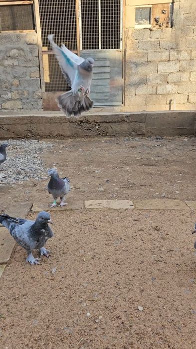 Голуби бойные такла