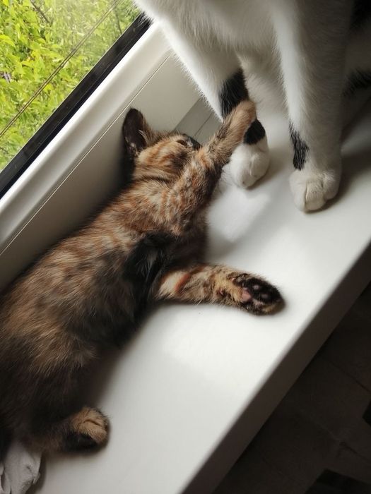 Котенок отдадим в хорошие руки