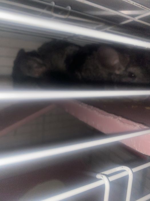 Обмер на айфон 13