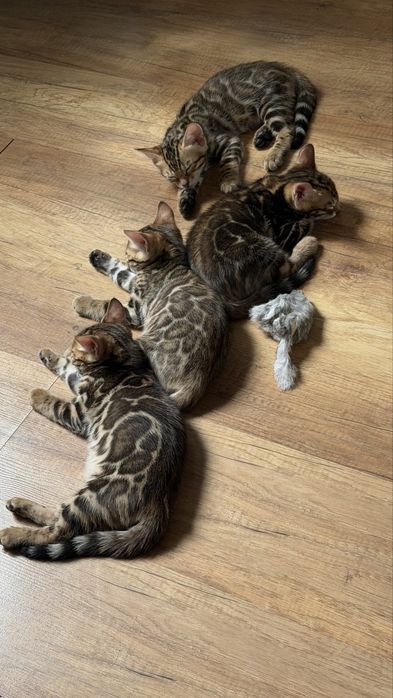 Бенгальские  котята