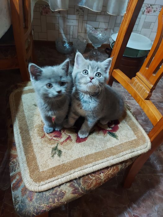 Продаю породистых котят