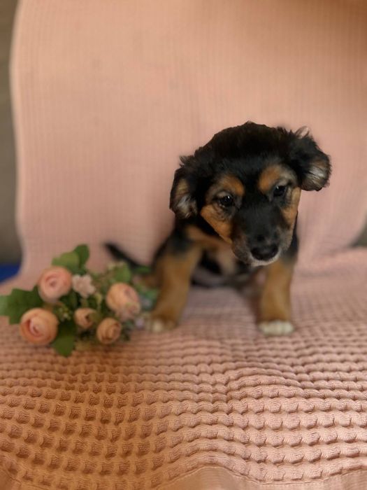 Щенята, домашние, привитые с паспортами, отдаём по договору.