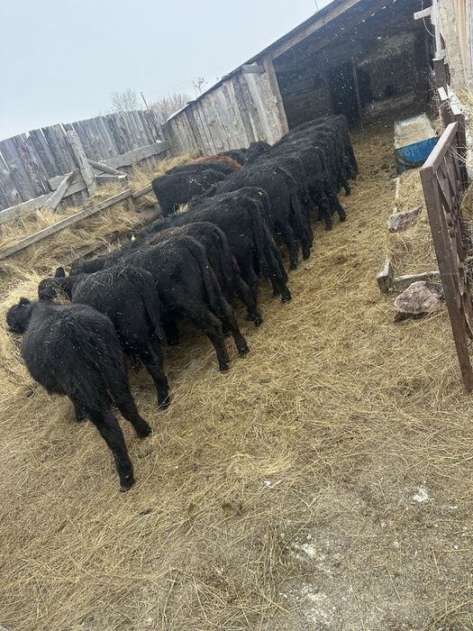 Продам Бычков Ангус Грифорд Симентал