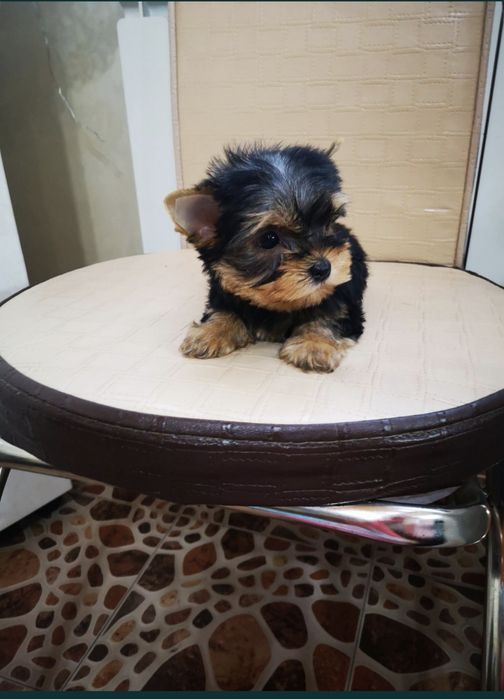 Продам щенков йоркширского терьера