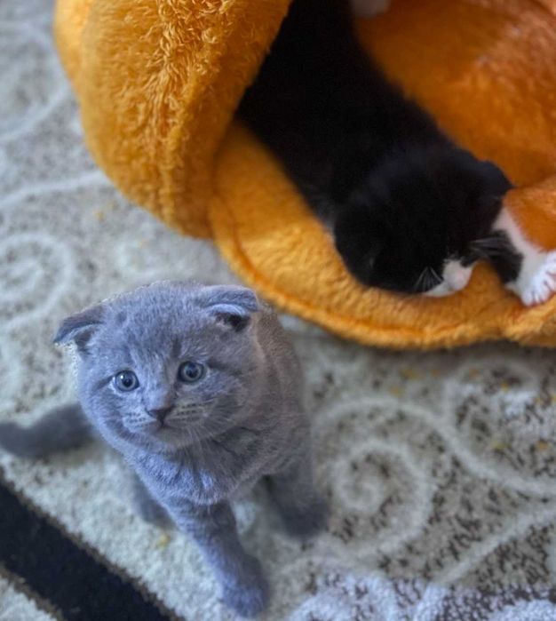 Вислаухие котята