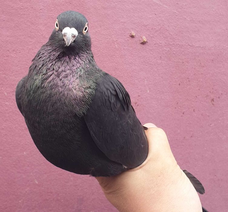 Sârbi, de Severin și galateni