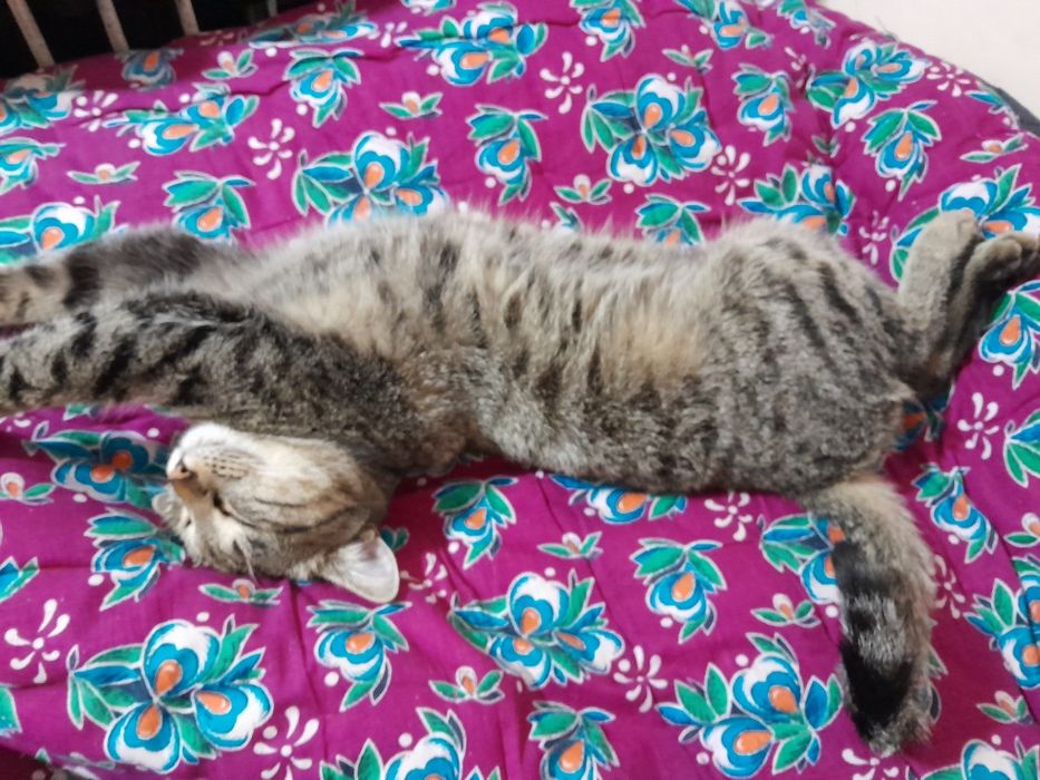 Отдаём котов даром.