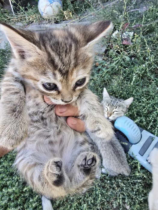 Отдам котят даром