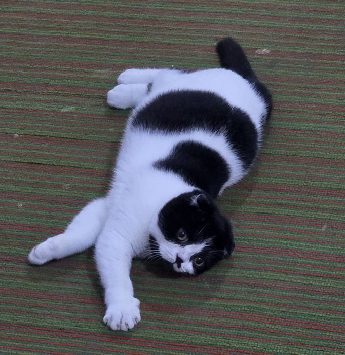 Fol toza parodali mushukcha