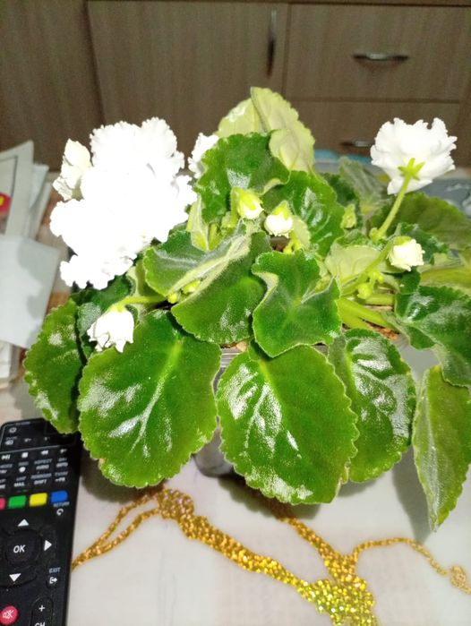 Предлагаю к продаже орхидеи,уже расцвели,