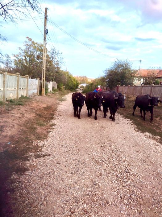 Bivolite de vânzare