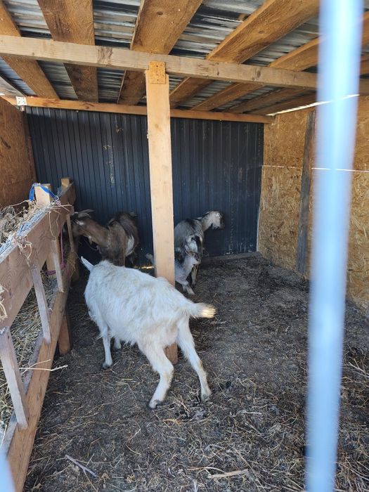 Capre pe lapte 2 fatate urmeaza si a 3a