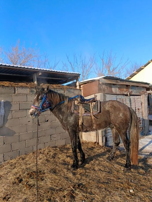 Жылқы сатылады продам лошади