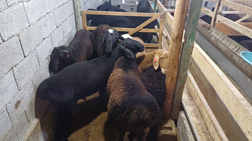 Кучкорлар сотилади